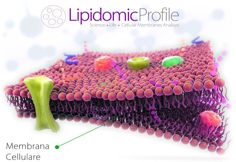 ANALISI LIPIDOMIC PROFILE MEMBRANA