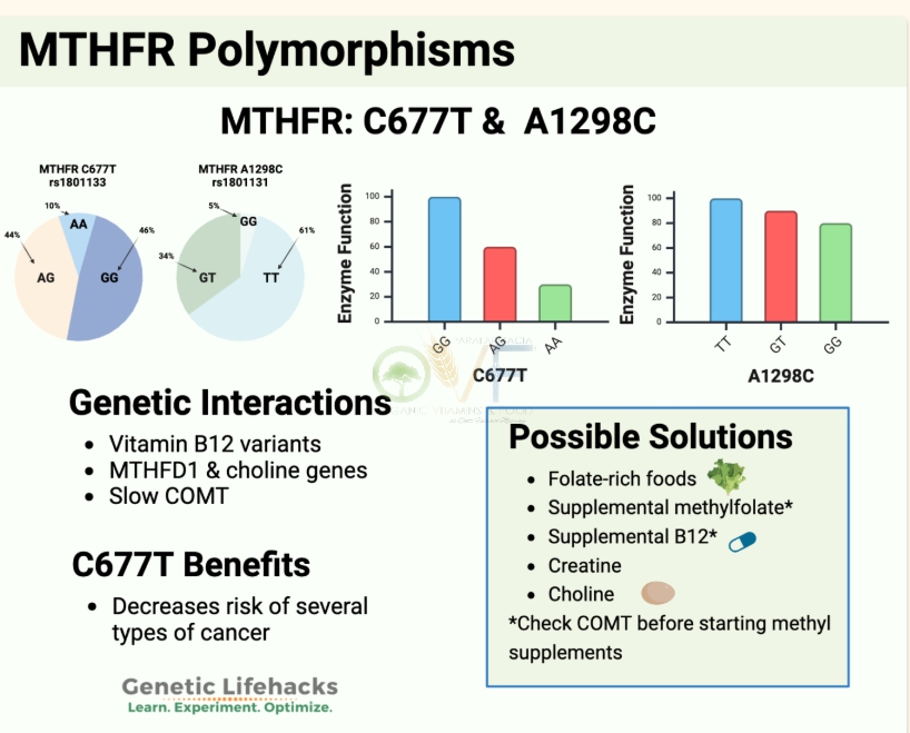 Analisi genetica MTHFR