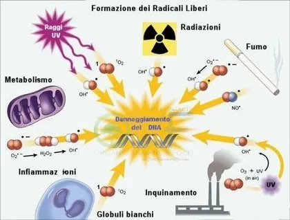 ANALISI ANTI AGING PROFILE C D-ROM, STRESS OSSIDATIVO